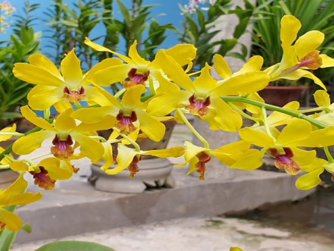 Nghiên cứu ảnh hưởng của một số chất chống hóa nâu và chất điều hòa sinh trưởng thực vật lên quá trình nhân giống in vitro cây lan Dendrobium pensoda