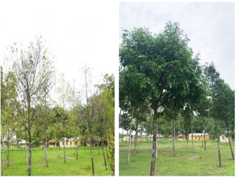 TPHCM: Quản lý sâu ăn lá trên cây sao đen và dầu rái