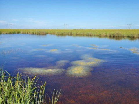 Lưu huỳnh chảy tràn làm tăng nồng độ thủy ngân ở Everglades, Florida