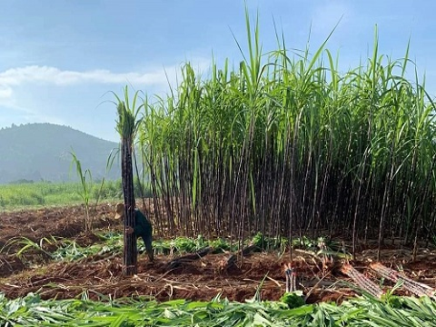 Tỉnh Hòa Bình: Hướng đến trung tâm ứng dụng nông nghiệp công nghệ cao
