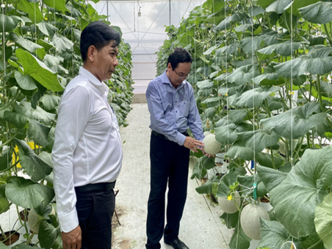 Hướng đi bền vững trong sản xuất dưa lưới 