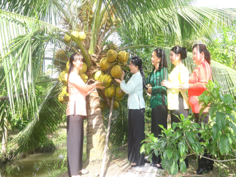 Triển vọng trồng dừa sáp gắn du lịch sinh thái 