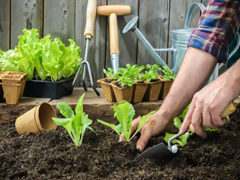 Những lợi ích tiềm tàng của thói quen làm vườn 