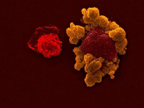 Các nhà khoa học phát triển kháng thể mới nhắm trúng tế bào ung thư