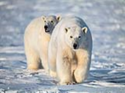Gấu Bắc Cực biến đổi gene để thích nghi với biến đổi khí hậu và tránh nguy cơ tuyệt chủng