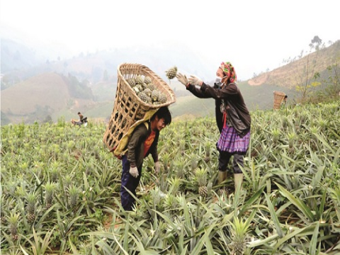 Lào Cai phát triển nông nghiệp theo hướng hàng hóa, ứng dụng công nghệ cao