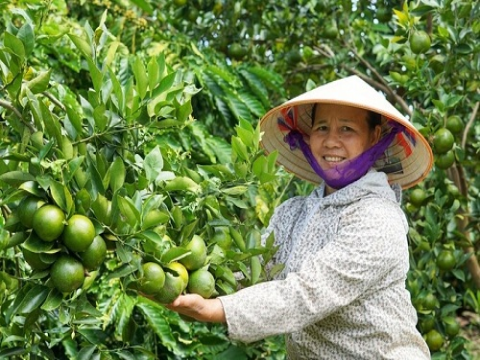 Tây Ninh đẩy mạnh ứng dụng khoa học công nghệ phát triển nông nghiệp trong giai đoạn mới