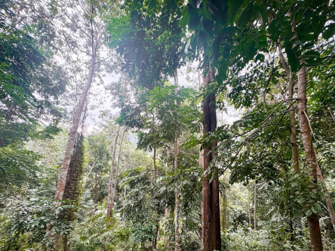 Phát triển rừng: Chuyển từ 