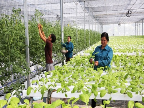 Gia Lai thu hút đầu tư phát triển nông nghiệp công nghệ cao