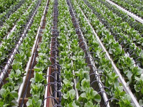 Ninh Bình: Ứng dụng công nghệ, tạo động lực mới cho ngành nông nghiệp