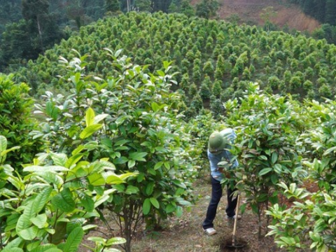 Nghệ An bảo tồn các nguồn gen bản địa quý hiếm