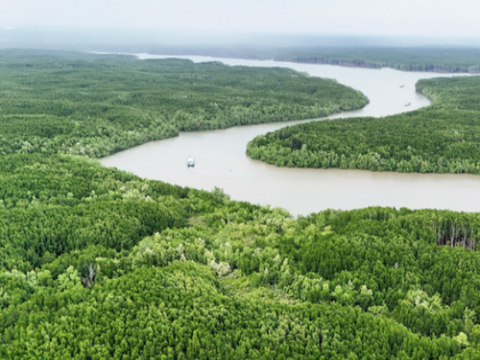 TP.HCM: Khai thác hiệu quả tín chỉ các-bon rừng ngập mặn Cần Giờ