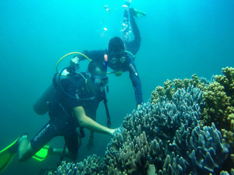 Bảo tồn hệ sinh thái tại Khu dự trữ sinh quyển thế giới Cù Lao Chàm