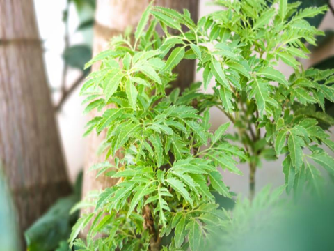 Ảnh hưởng của che phủ gốc và che sáng đến sinh trưởng, năng suất dược liệu đinh lăng (Polyscias fruticosa (L.) Harms) tại Hà Nội