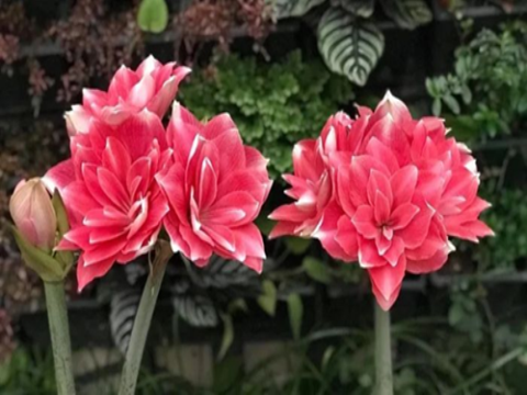 Nghiên cứu nhân nhanh in vitro cây lan huệ [Hippeastrum equestre (Alton) Herb.)