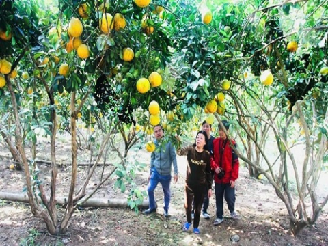 Bắc Ninh đẩy mạnh ứng dụng công nghệ sinh học phục vụ phát triển nông nghiệp