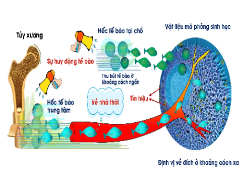 Liệu pháp tế bào gốc tự dò tìm nơi tổn thương để chữa lành
