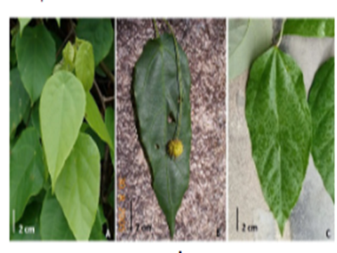 Ứng dụng chỉ thị phân tử để phân biệt ba loài cây thuốc dễ nhầm lẫn thuộc chi Ba bét (Mallotus Lour.)
