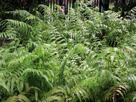 Dương xỉ: Từ thức ăn đến làm đẹp