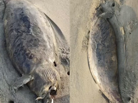 “Nàng tiên cá” đã tuyệt chủng vừa tái xuất? Phát hiện xác sinh vật bí ẩn dài 1,5 mét, phần đầu đã phân hủy