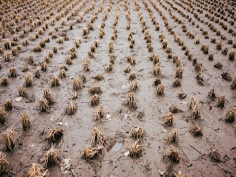 Sinh vật ngoại lai xuất hiện khiến nông dân Mỹ hoang mang