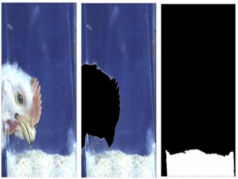 Hệ thống quan sát tốc độ cao dùng để phân tích thức ăn gia cầm