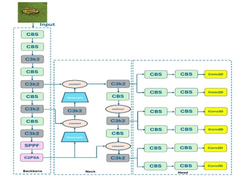 Một hướng tiếp cận phân loại côn trùng sử dụng mô hình học sâu YOLO