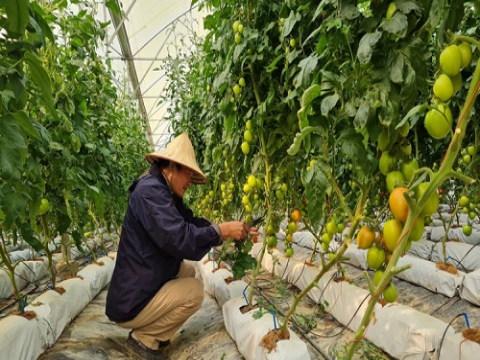 Điện Biên: Cơ hội lớn từ nông nghiệp công nghệ cao