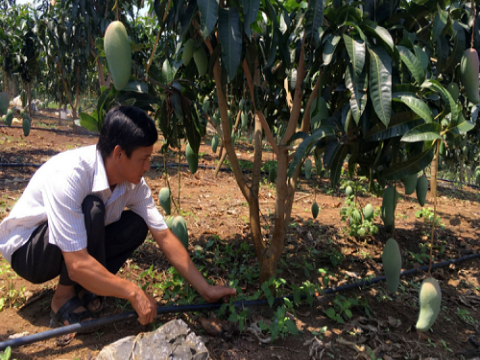 Khẳng định vị thế vùng nông nghiệp trọng điểm nhờ công nghệ cao