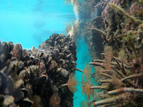 Australia phát hiện hơn 110 loài cá, động vật không xương sống mới