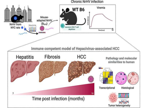 Mô hình chuột mới về ung thư gan do virus gây ra có thể thúc đẩy chẩn đoán và điều trị