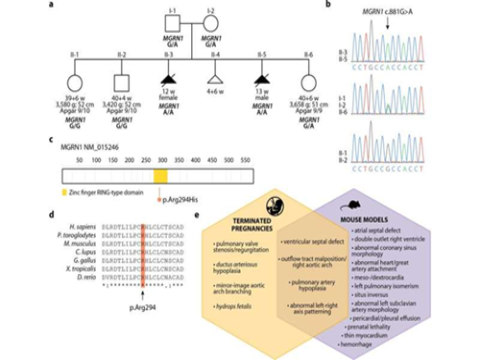 Biến thể hiếm gặp của gen MGRN1 liên quan đến dị tật tim thai nhi