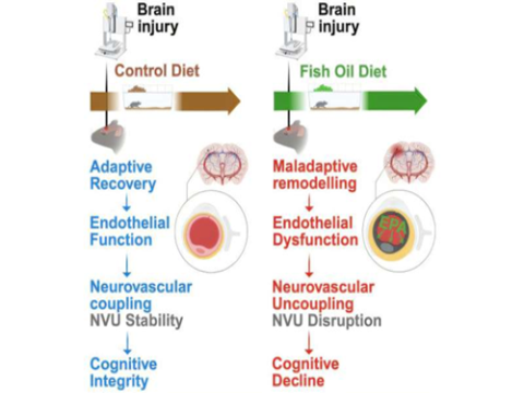 Nghiên cứu mới thách thức niềm tin phổ biến về tác dụng của dầu cá đối với não bộ