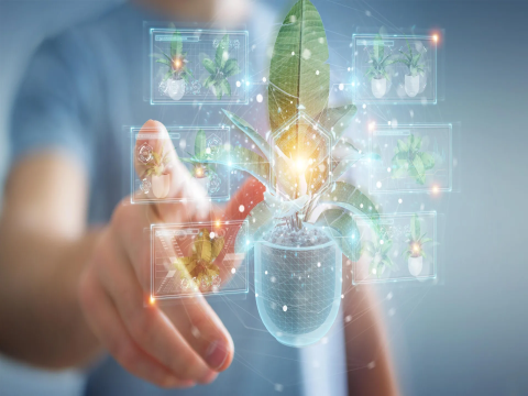 Phát hiện bất ngờ về loại thực vật này có thể thay đổi cách sản xuất thuốc