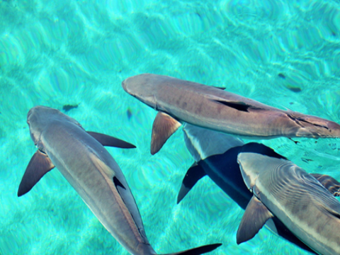 Sử dụng dung dịch kombucha – chitosan (Kb - CS) trong bảo quản lạnh cá bớp Rachycentron canadum fillet