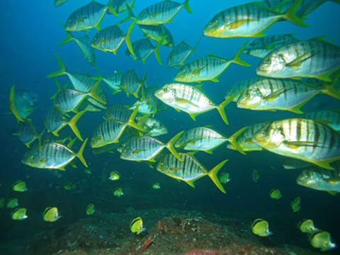 Biến động hệ số gan trong chu kỳ sinh sản ở cá bè đưng (Gnathanodon speciosus)