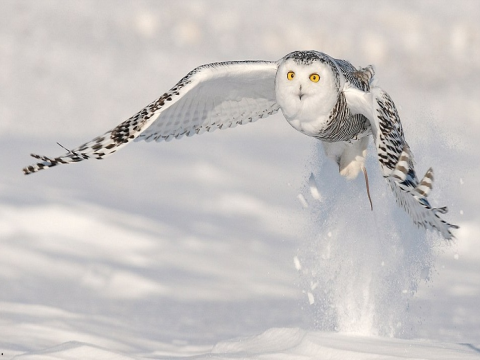 Liên hợp quốc bổ sung nhiều loài động vật di cư vào danh sách bảo vệ quốc tế