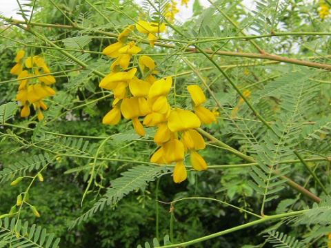 khảo sát đặc tính kích thích sinh trưởng thực vật của chủng vi khuẩn nội sinh enterobacter sp. rc20 phân lập từ rễ cây điền thanh (sesbania sesban l.)