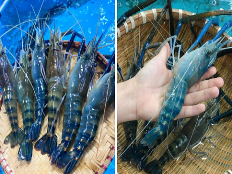 Ảnh hưởng của mật độ tôm càng xanh (macrobrachium resenbergii) nuôi ghép với ốc bươu đồng (Pila polita)