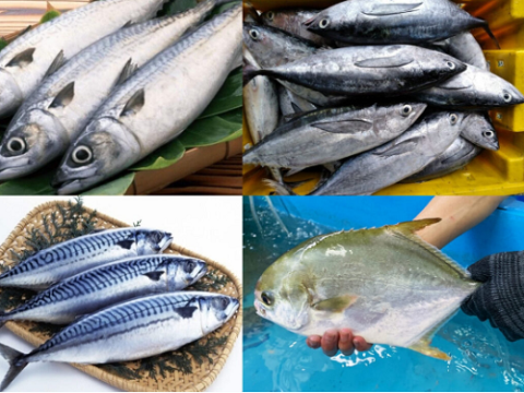 Tổng quan về bệnh do vi khuẩn Streptococcus iniae gây ra trên cá biển