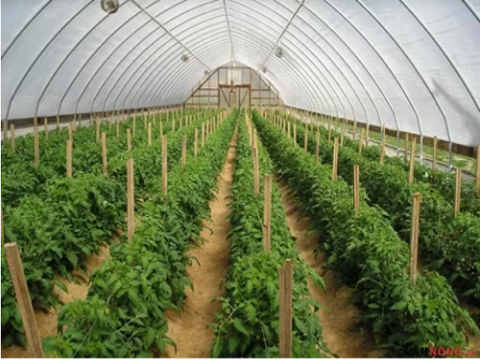 Khả năng làm giảm Na+ trong đất nhiễm mặn của đậu nành, mè và hướng dương điều kiện nhà lưới