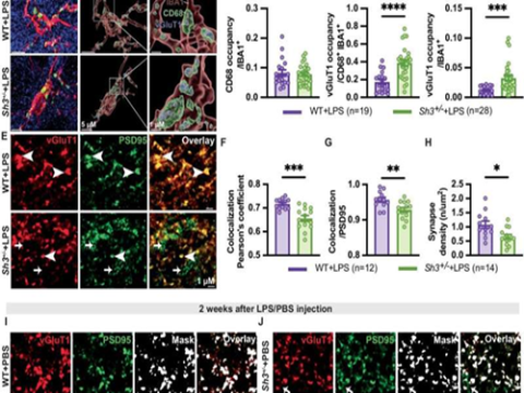 Viêm thần kinh gây ra hiện tượng thoái hóa giống tự kỷ ở mô hình chuột