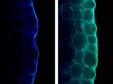 Ánh sáng giúp cây cối khỏe mạnh hơn nhưng cũng kìm hãm sự phát triển của chúng