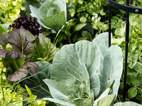 Phát hiện khả năng “chiết xuất” kim loại độc từ đất ô nhiễm của các loại rau họ cải