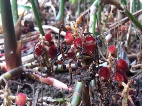 Nghiên cứu nhân giống in vitro và các yếu tố ảnh hưởng đến sinh trưởng của cây sa nhân tím (Amomum longiligulare T.L. Wu) tại tỉnh Quảng Ninh