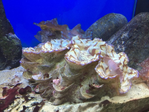 Nghiên cứu ảnh hưởng của cường độ ánh sáng đến tỉ lệ sống, độ béo và tỉ lệ thành thục trong nuôi vỗ trai tai tượng vảy (Tridacna squamosa lamarck, 1819)