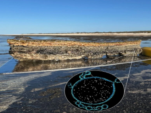 Vi khuẩn "đá" cổ đại có thể tiết lộ sự sống phức tạp bắt đầu như thế nào