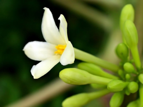 Khảo sát nồng độ của nước sắc hoa đu đủ đực lên dạ dày chuột đái tháo đường