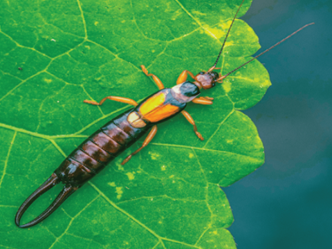 Ảnh hưởng của một số hoạt chất thuốc bảo vệ thực vật đến bọ mắt to Geocoris ochropterus (Fieber) (Hemiptera: Geocoridae)