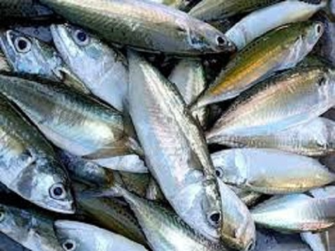 Tổng quan về bệnh do vi khuẩn Streptococcus iniae gây ra trên cá biển